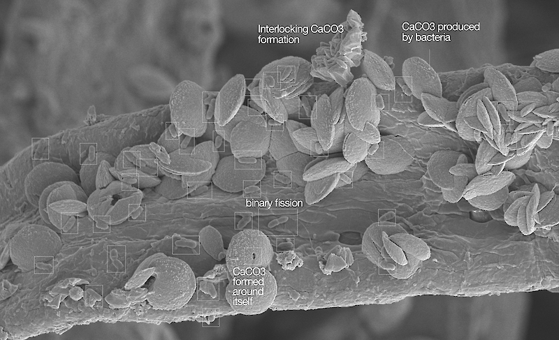 Microscopy image showing rod-shaped Sporosarcina pasteurii bacteria and the ellipsoidal, interlocking calcium carbonate structures formed around the bacteria through biomineralization. Credits: Karya Anliak, Anja Huch, EMPA Wood Cellulose Lab