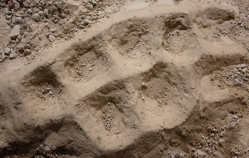 Sectional cut of a circular structure composed of bacteria and post-industrial ground, resulting from the rotational movement.