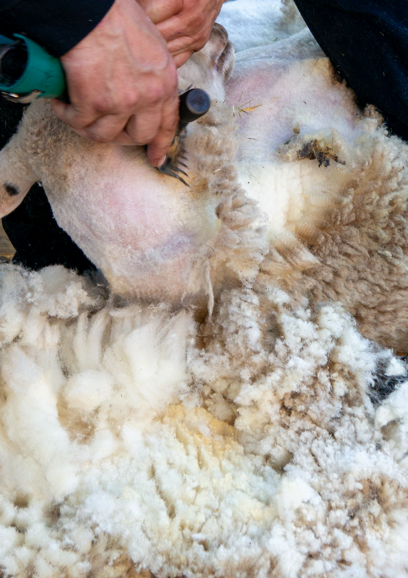 Shearing, the extraction of wool?