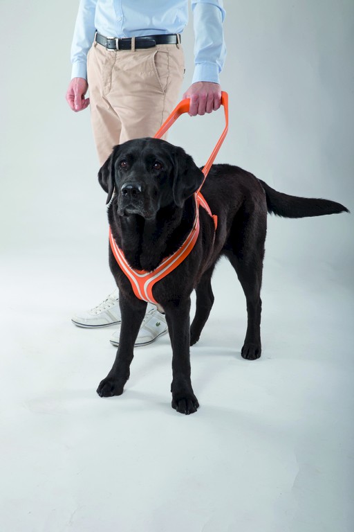 Sam: Führgeschirr für Blindenhunde
