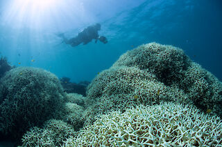 Das Korallenriff verbleicht und beginnt zu zerfallen. Credit: The Ocean Agency / Ocean Image Bank