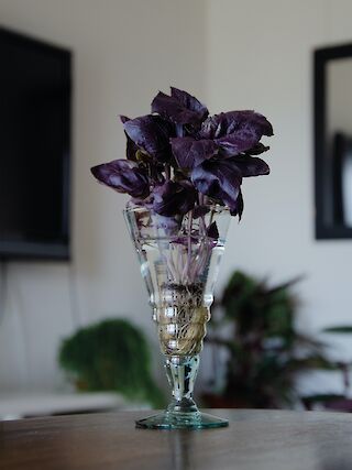 Das Glas: weiterwachsende Kräuter als Dekoration zu Hause