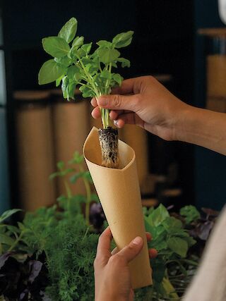 Die Tüten: Schutz der verletzbaren Kräuterblätter beim Transport, trockene Einkaufstasche