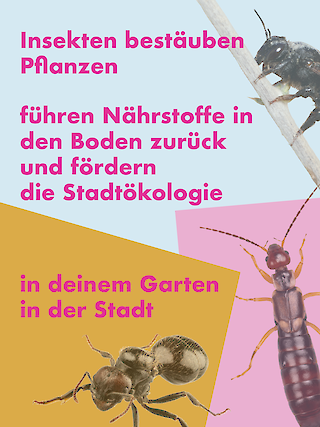 Insekten leisten einen wichtigen Beitrag für die Ökologie der Stadt.