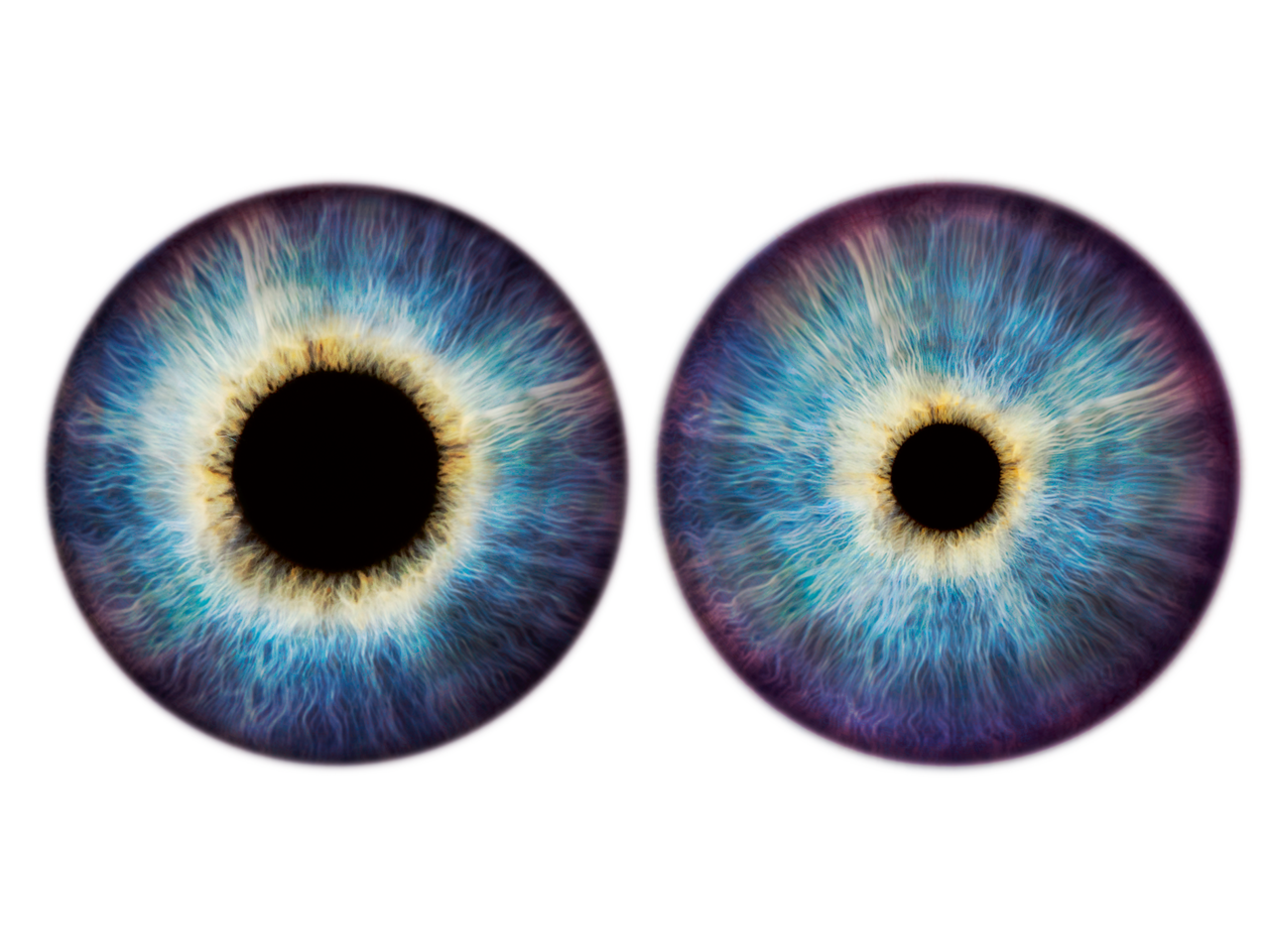 BATVISION an der Scientifica 2021