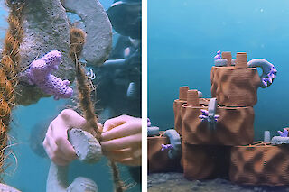 Die Aufzucht der Korallen erfolgt im Coral Nursery, bevor sie am Riff von rrreefs montiert werden.