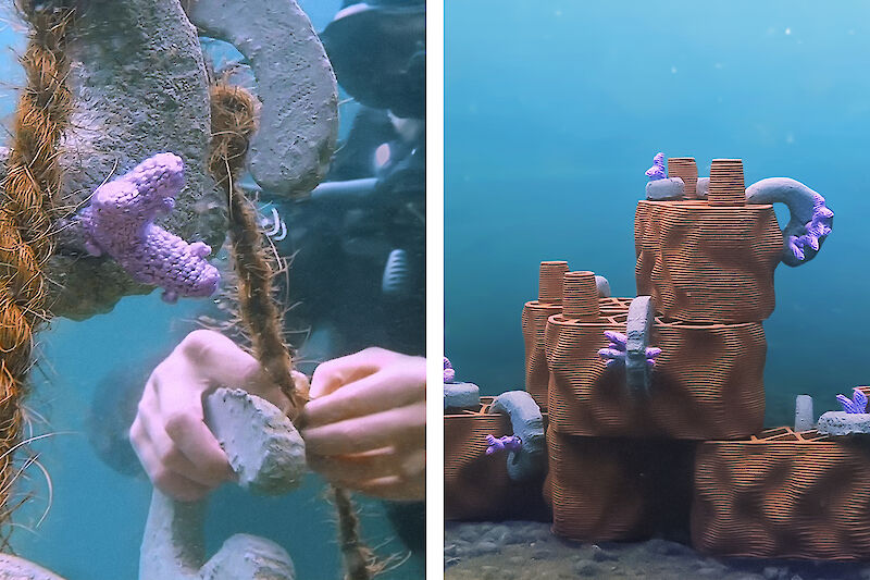 Die Aufzucht der Korallen erfolgt im Coral Nursery, bevor sie am Riff von rrreefs montiert werden.