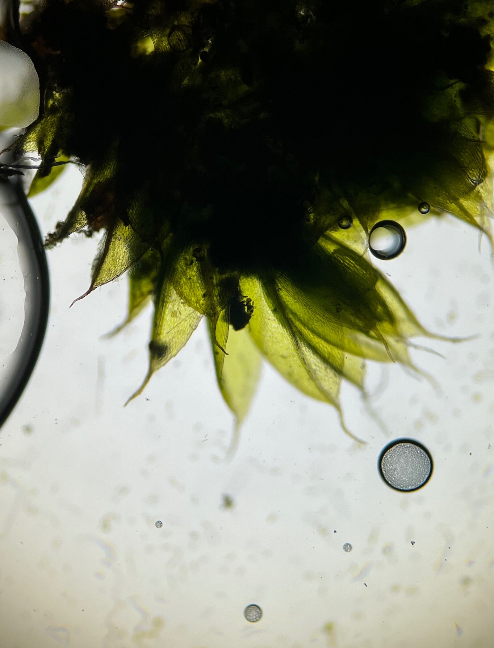 Transdisciplinary Practices