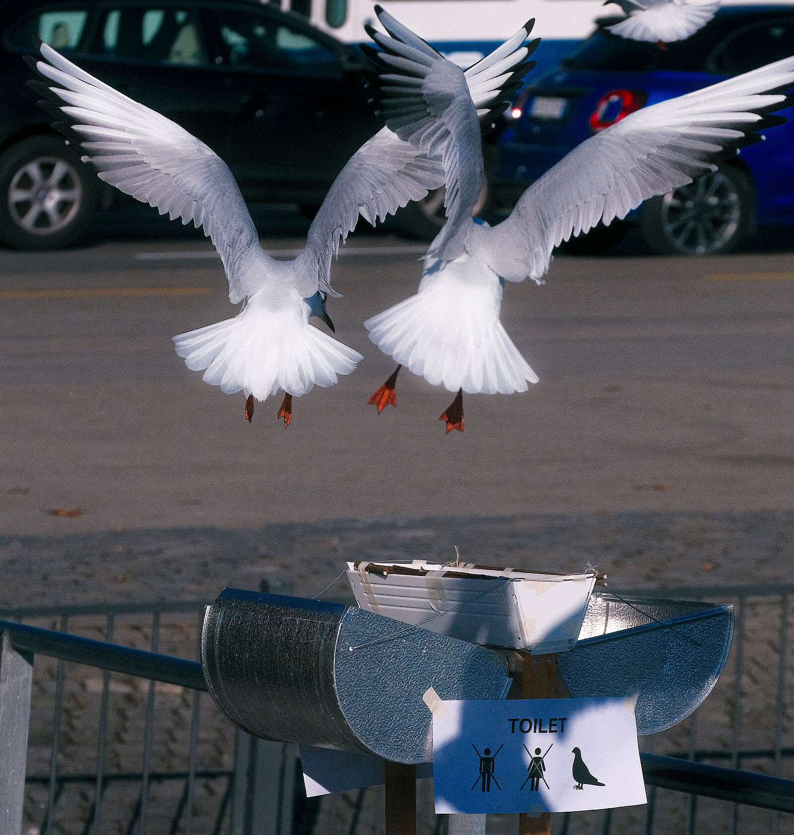 Field test for collecting bird droppings
