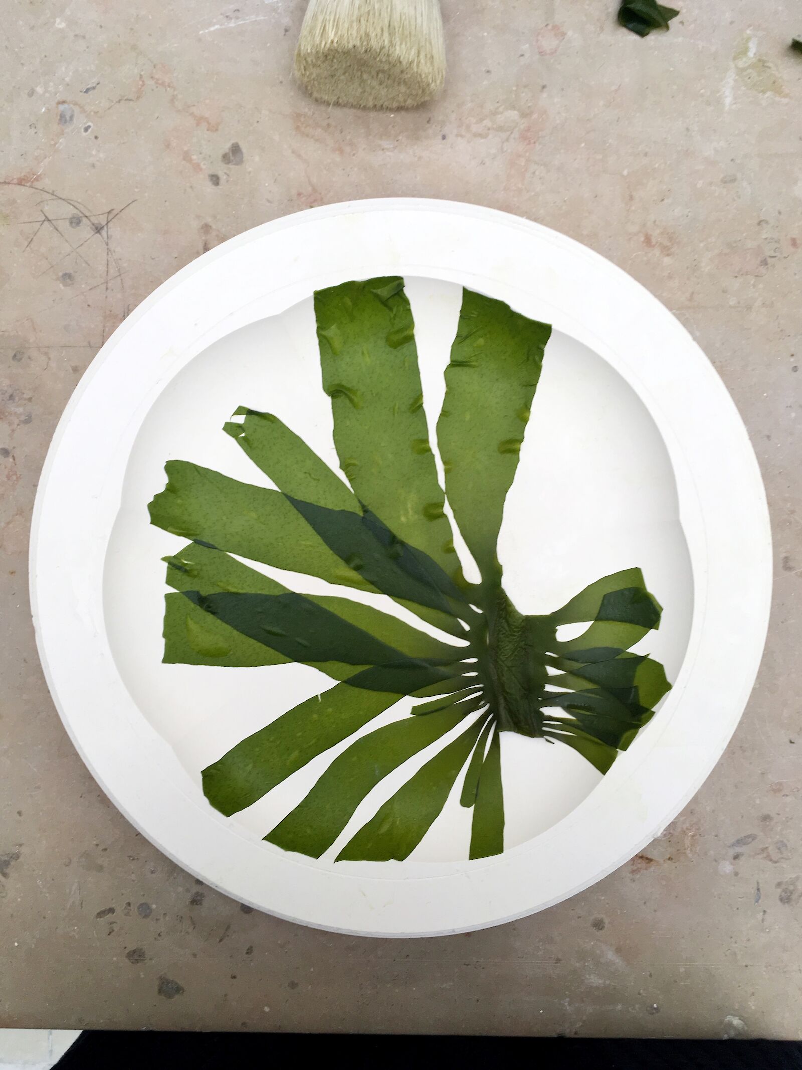 The Beauty of Edible Seaweed, Kombu on Mould. Photo by Carolien Niebling.